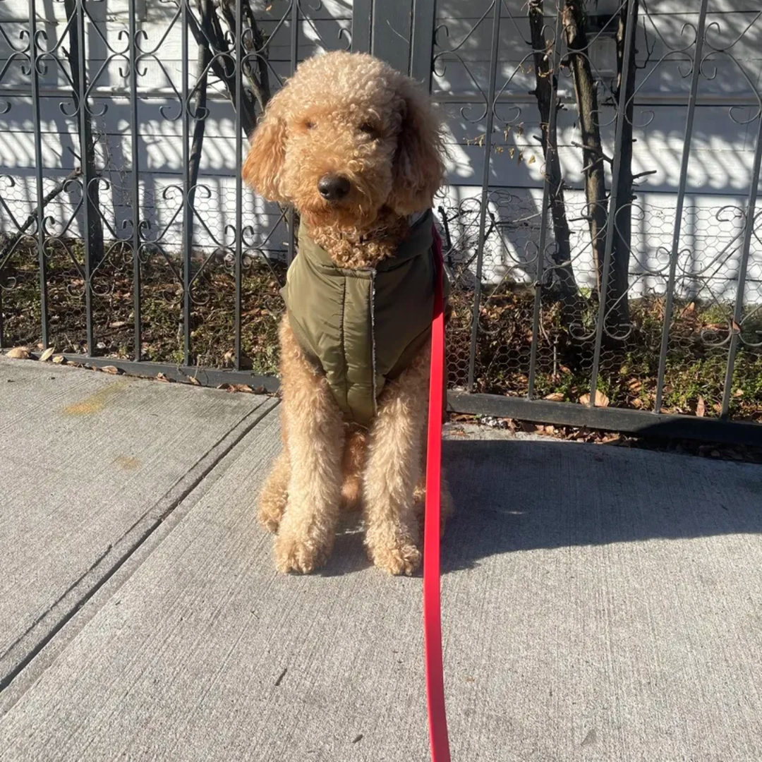 Premium Leash (RED)