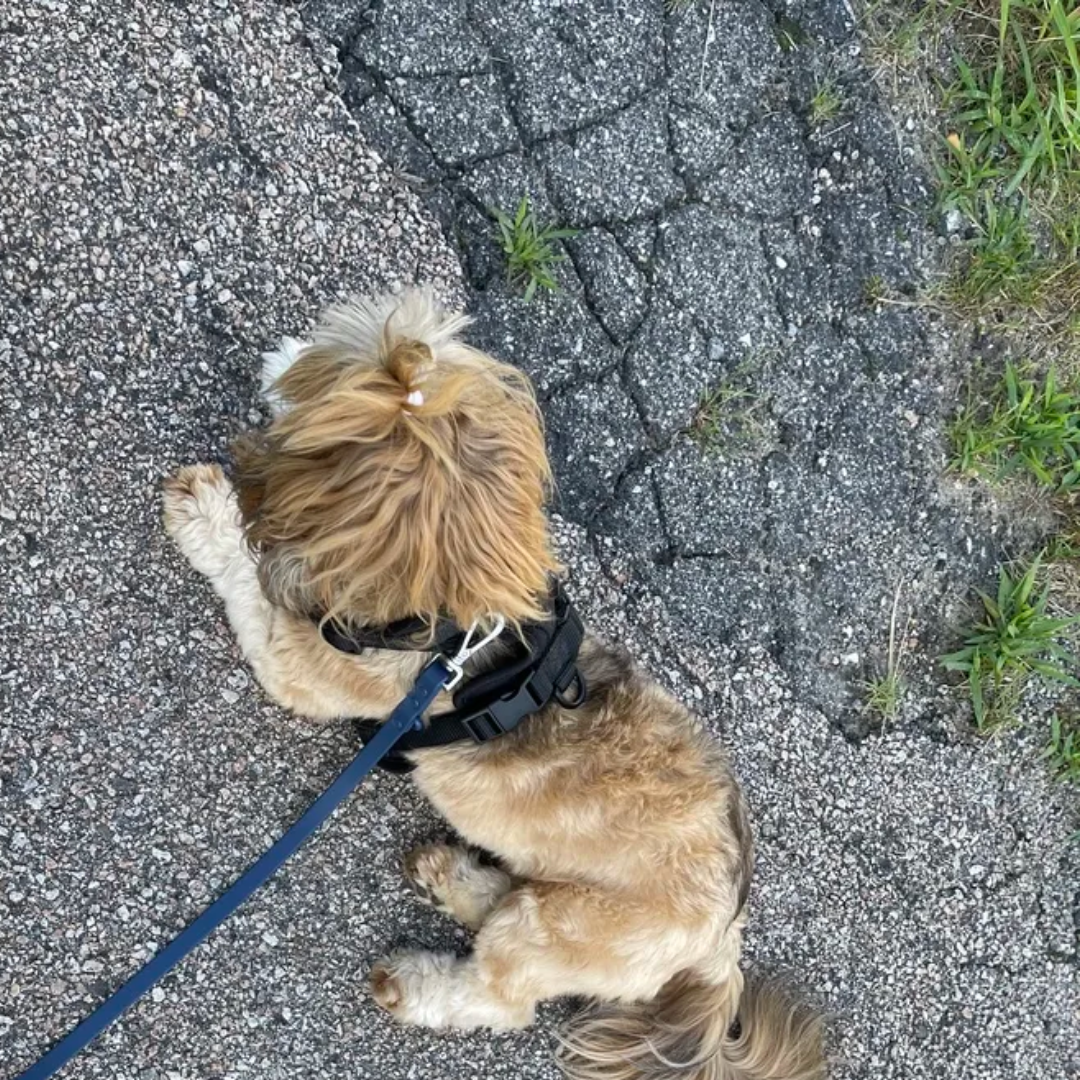 Premium Leash