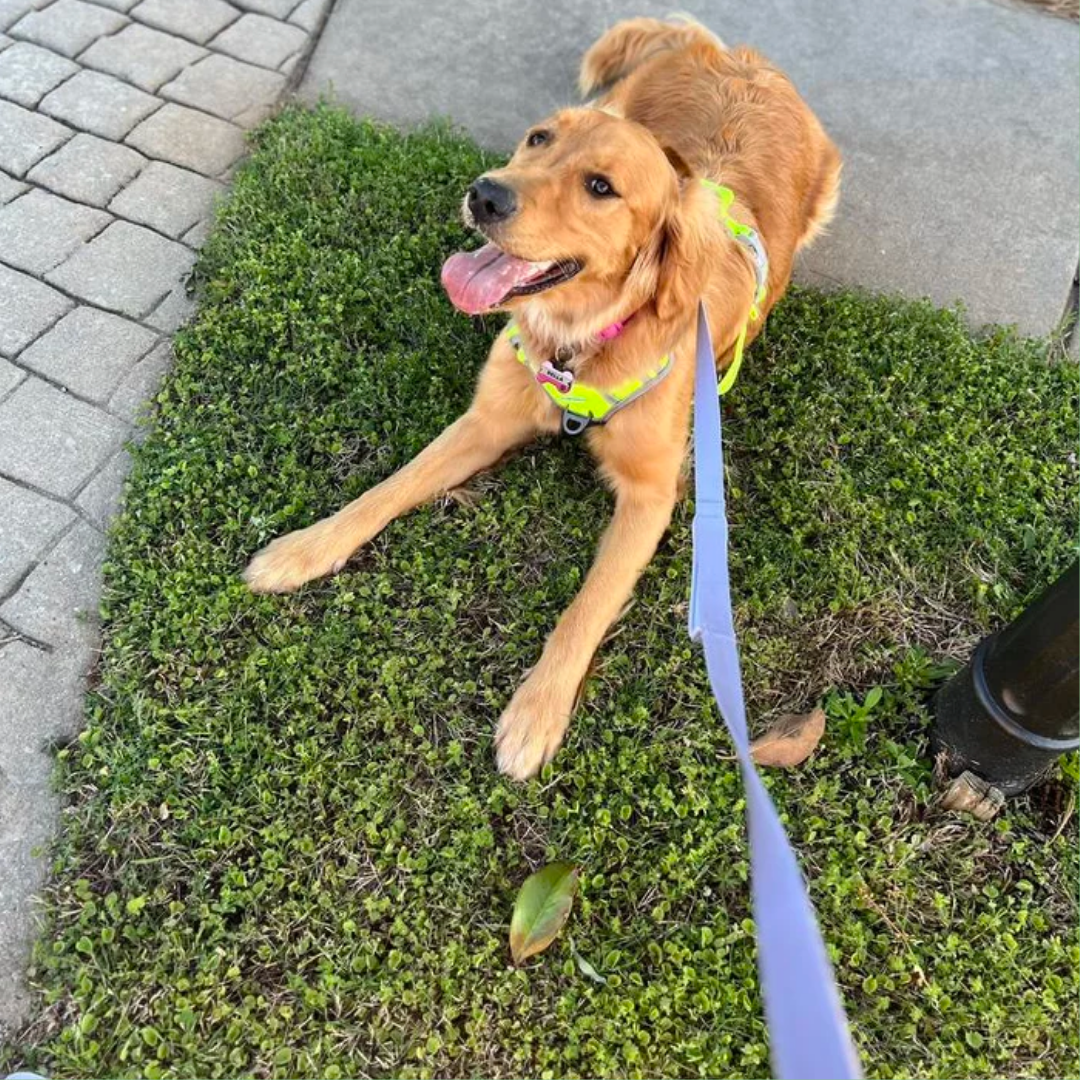 Comfort + Leash (Lilac)