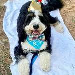 Birthday Crown Dog Hat
