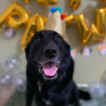 Birthday Crown Dog Hat