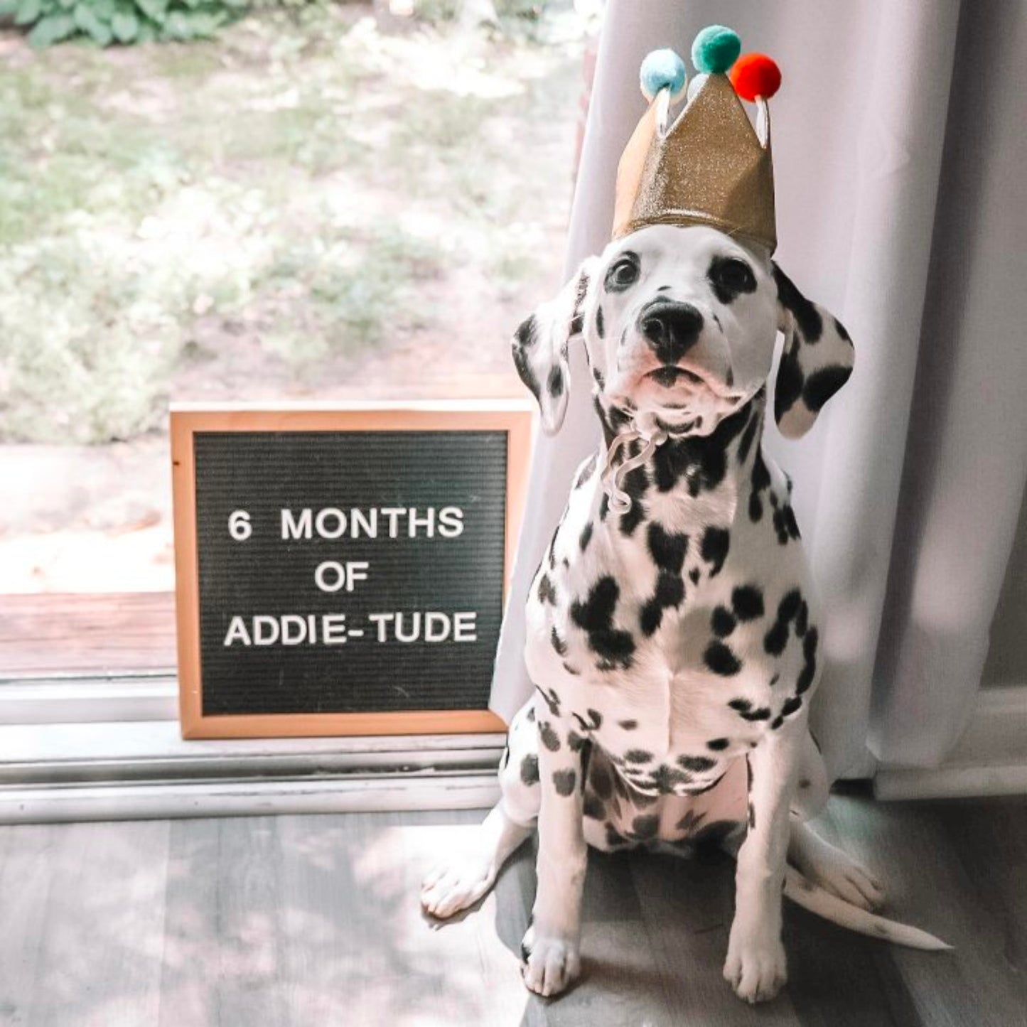 Birthday Crown Dog Hat